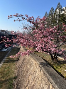 IMG_9065桜322