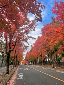 IMG_6496 リサイズ紅葉